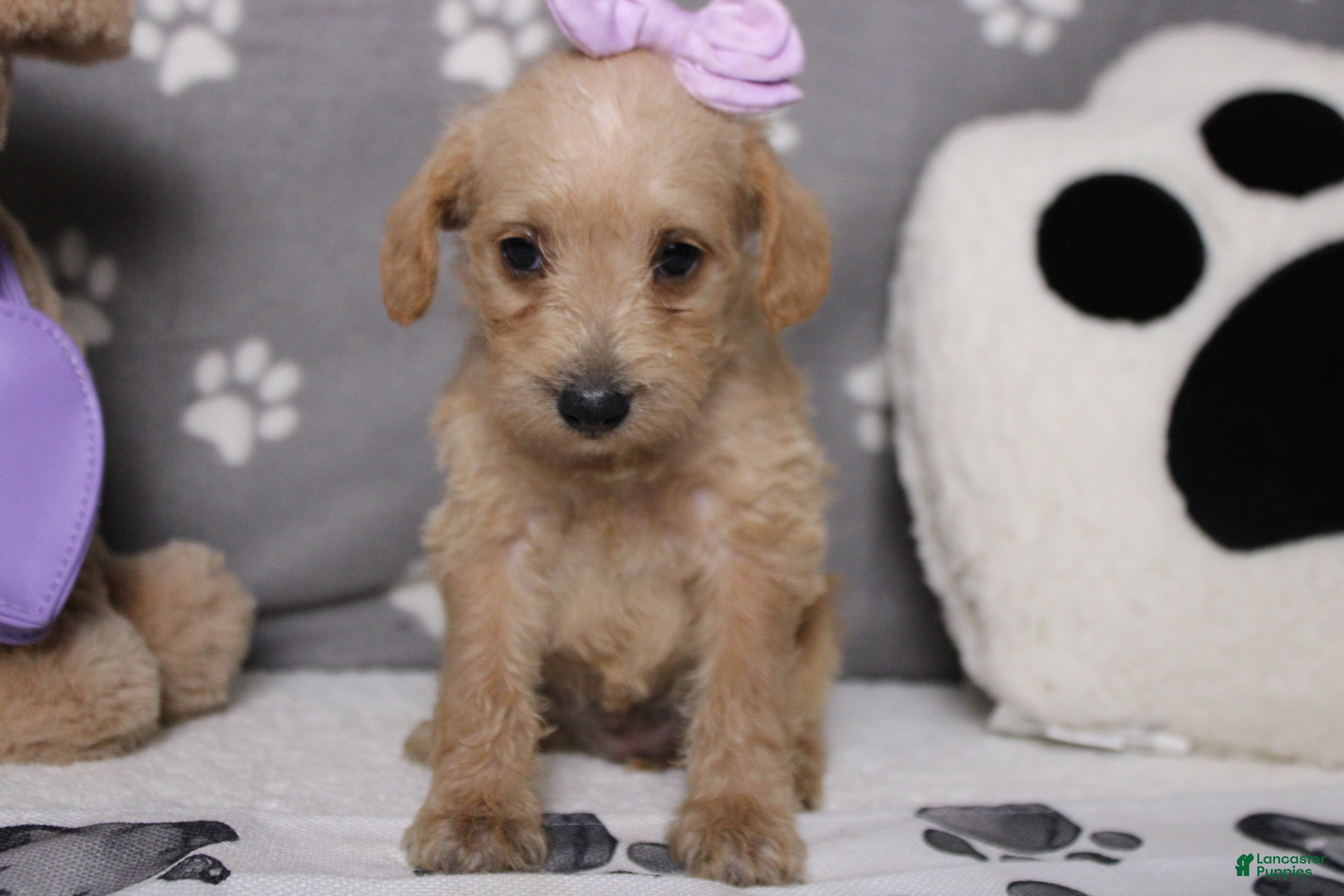 Schnoodle dogs Sherry  - Ad 6