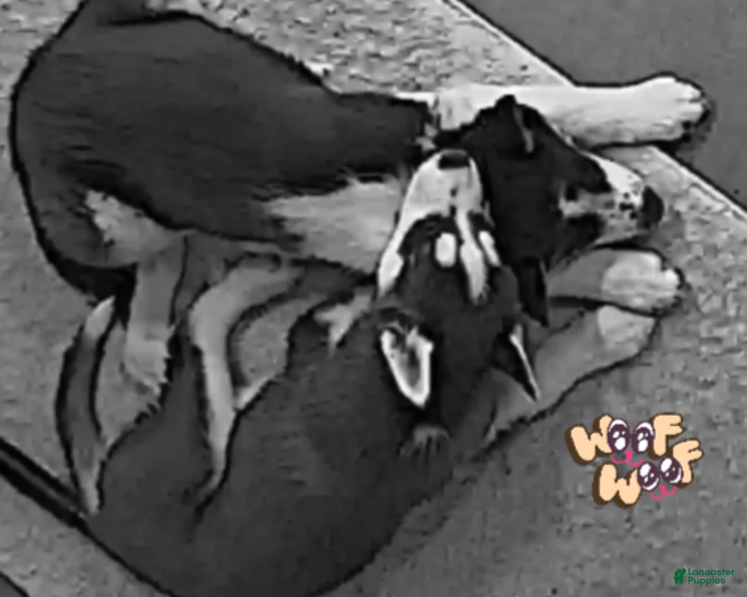 Siberian Husky dogs for sale: Saint - Ad 8