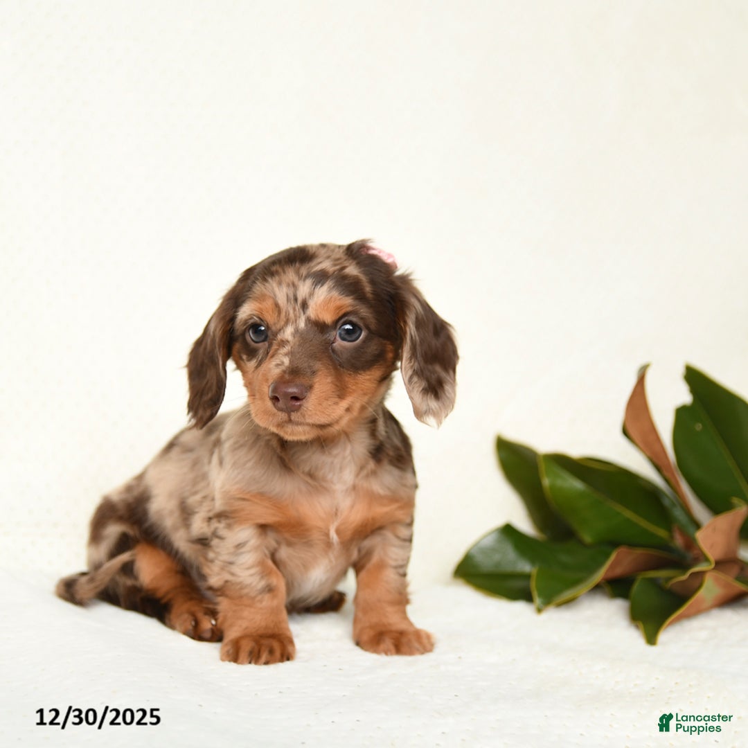 Miniature Dachshund dogs for sale: Cherish - Ad 5
