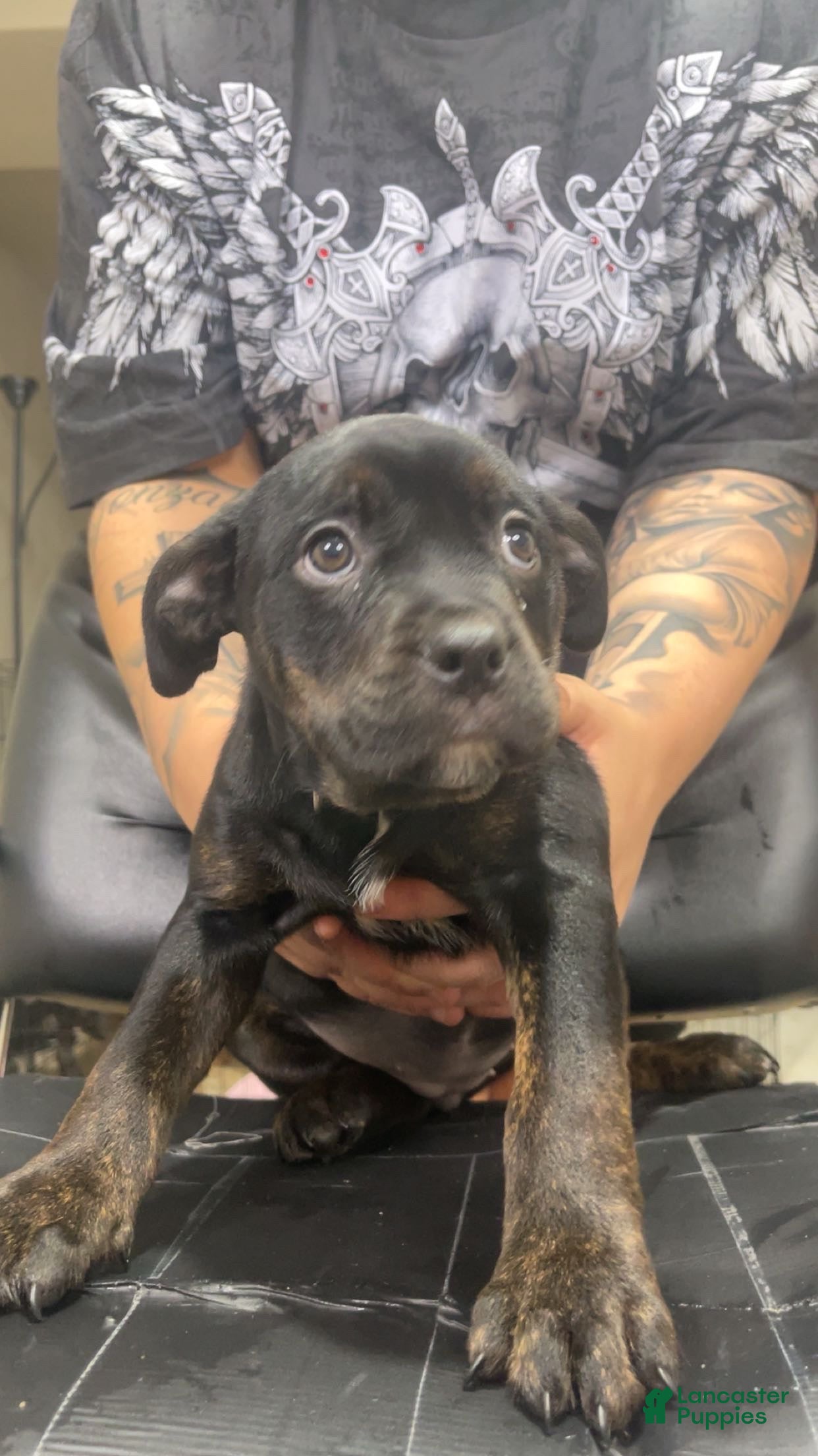Mixed Breed dogs Nova  - Ad 1