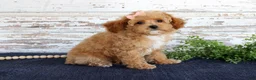 Toy Poodle dogs for sale: Penny - Ad 3