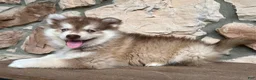 Pomsky dogs for sale: Zack - Ad 4
