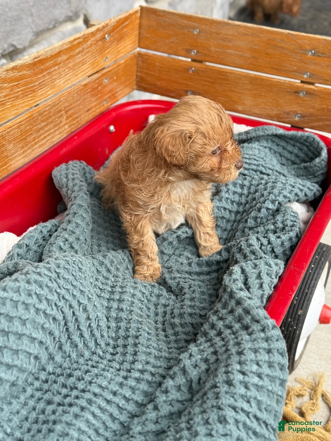 Cavapoo dogs for sale: Ace - Ad 9