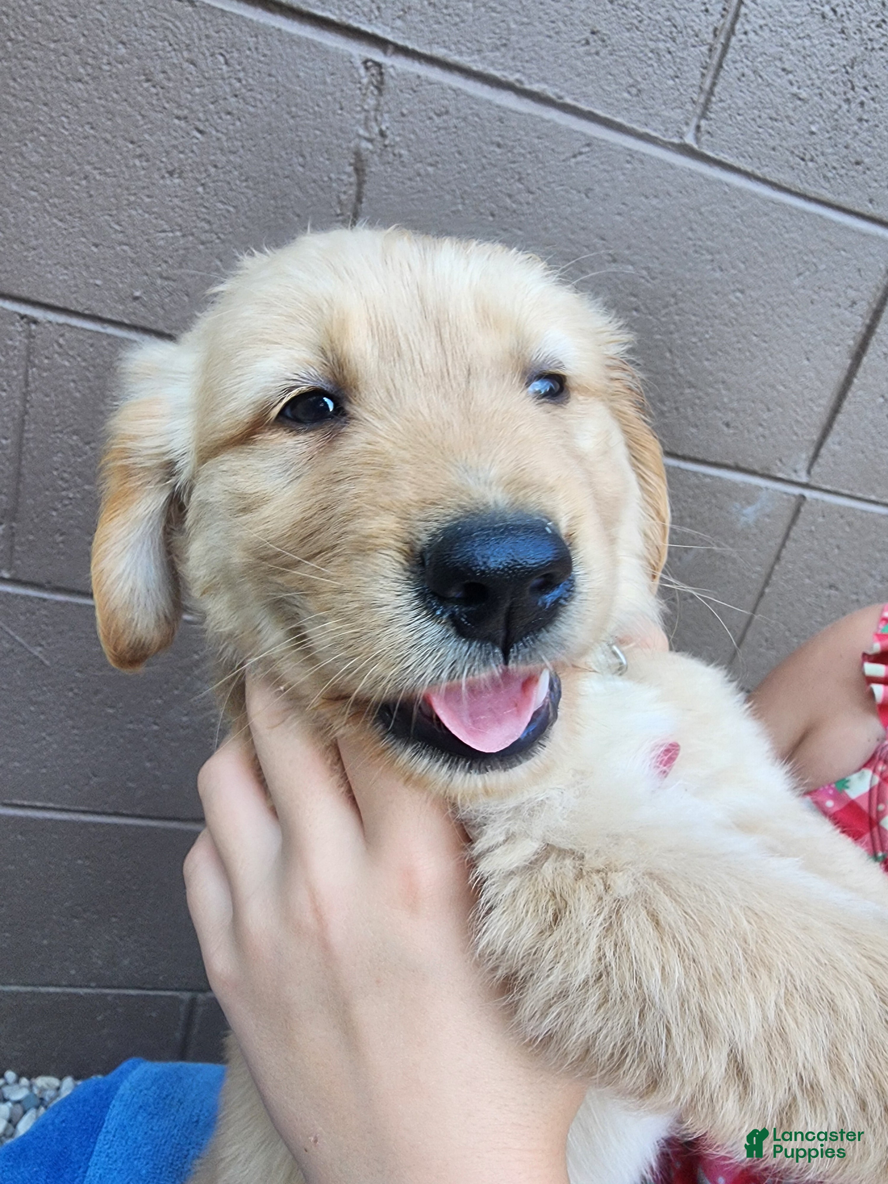 Golden Retriever dogs AKC Marshall - Ad 1