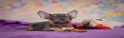 French Bulldog dogs for sale: Bobby - Ad 8