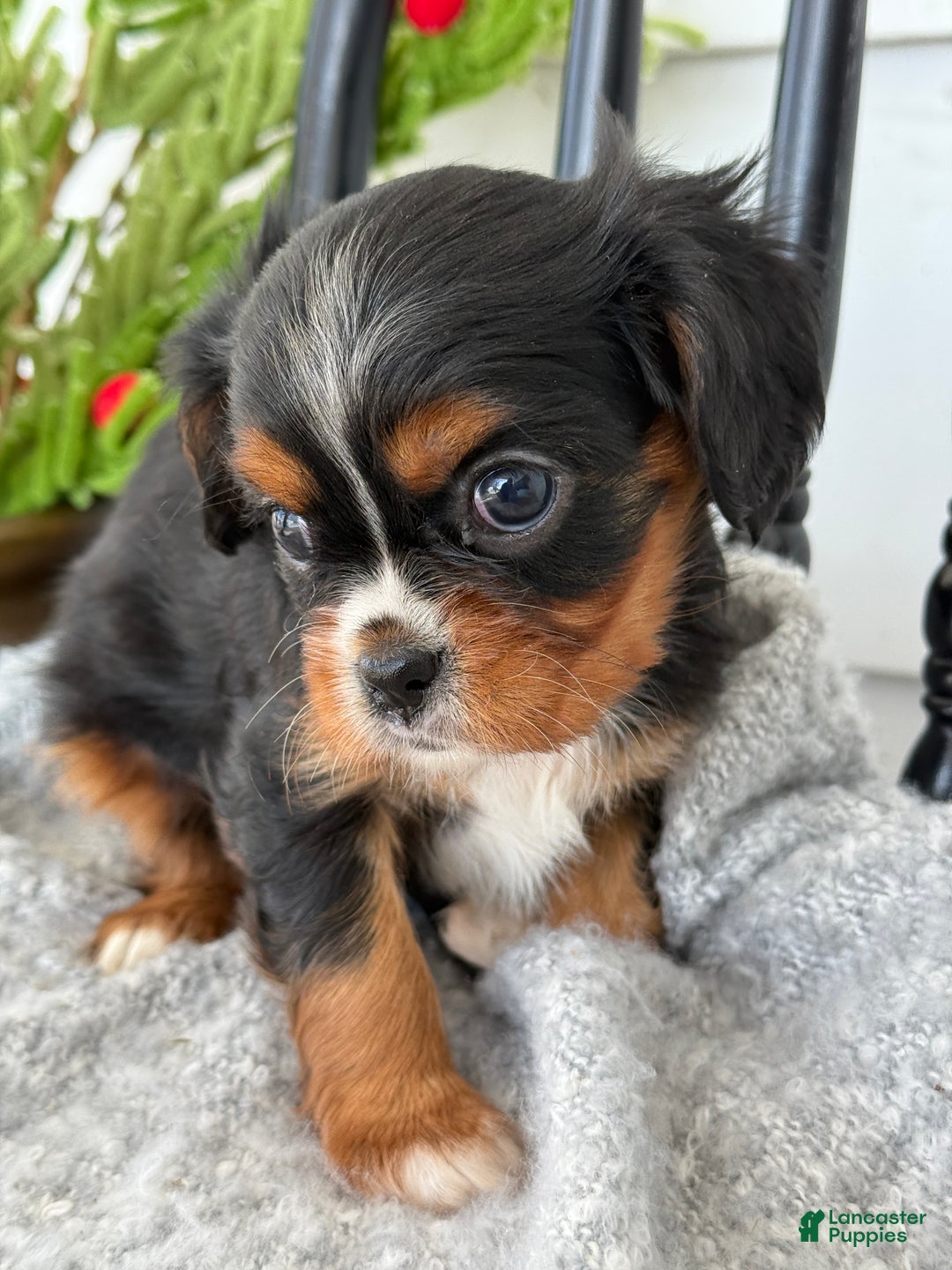 Cavalier King Charles Spaniel dogs for sale: Winifred - Ad 7
