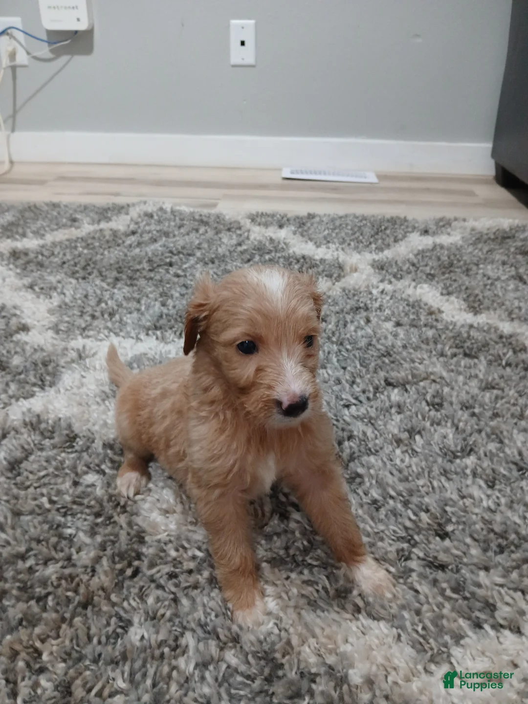 Mixed Breed dogs for sale: Marcey  - Ad 1