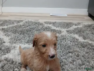 Mixed Breed dogs Marcey - Ad 22