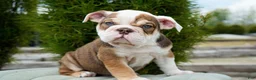 English Bulldog dogs for sale: Barnes Male - Ad 4