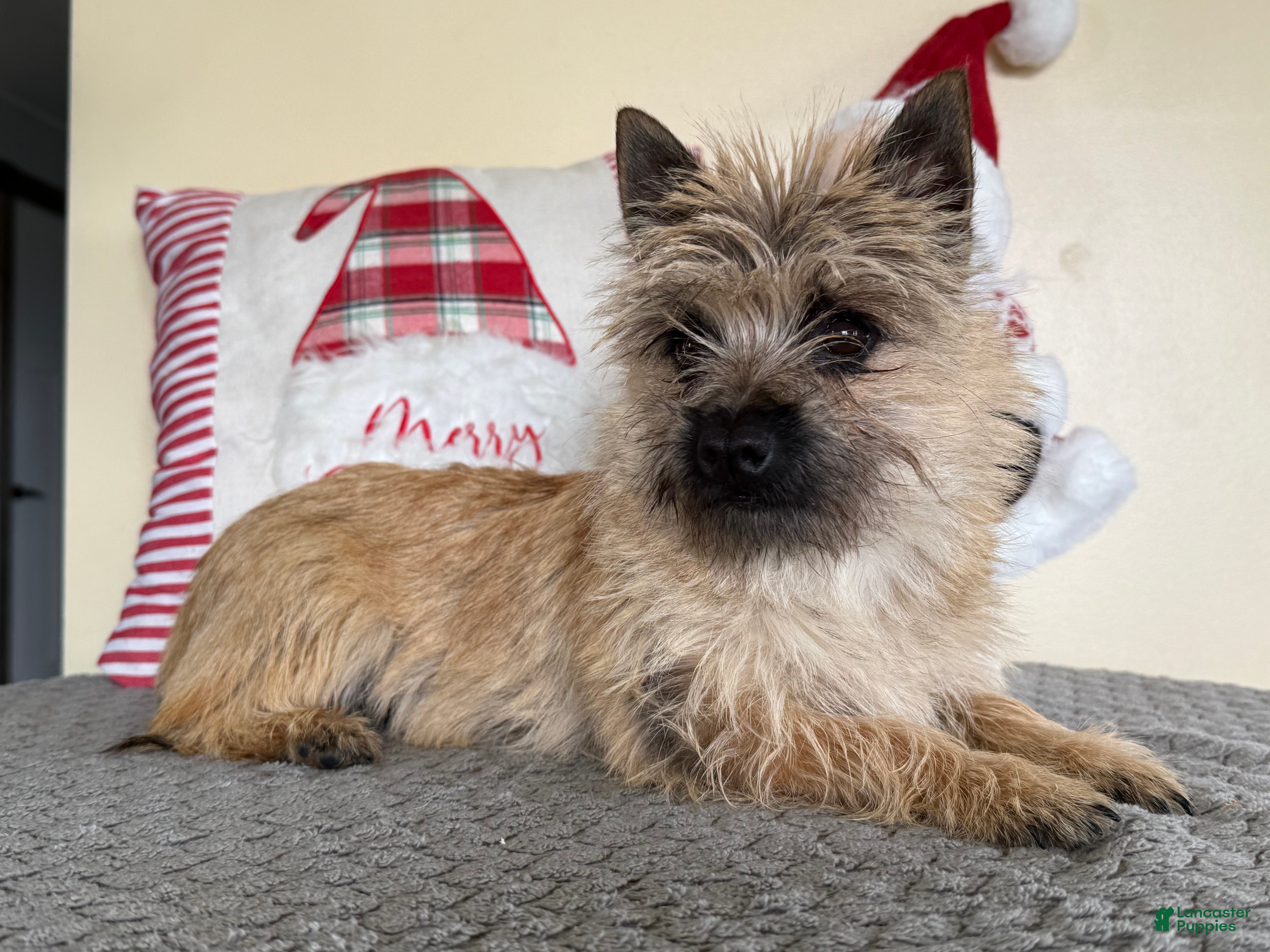 Cairn Terrier dogs Jayce - Ad 1