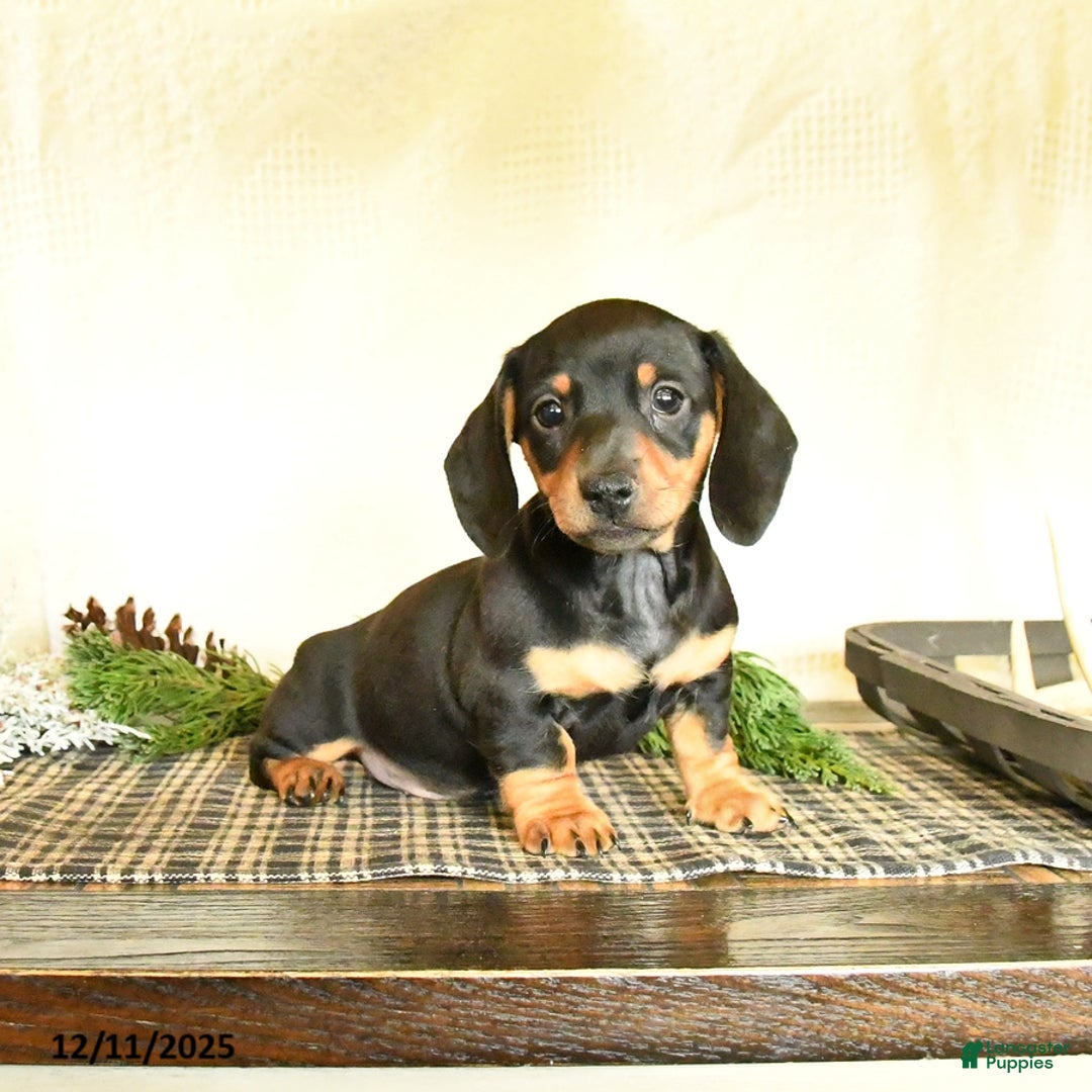 Dachshund dogs for sale: Rascal - Ad 4
