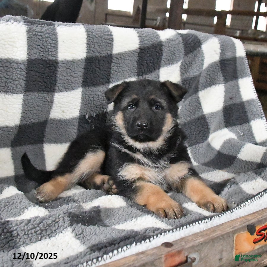 German Shepherd dogs Honey - Ad 21