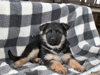 German Shepherd dogs for sale: Honey - Ad 3