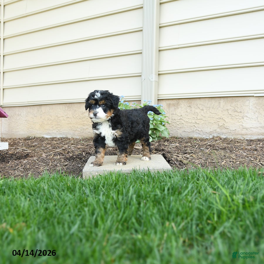 Bernedoodle dogs Cooper - Ad 2