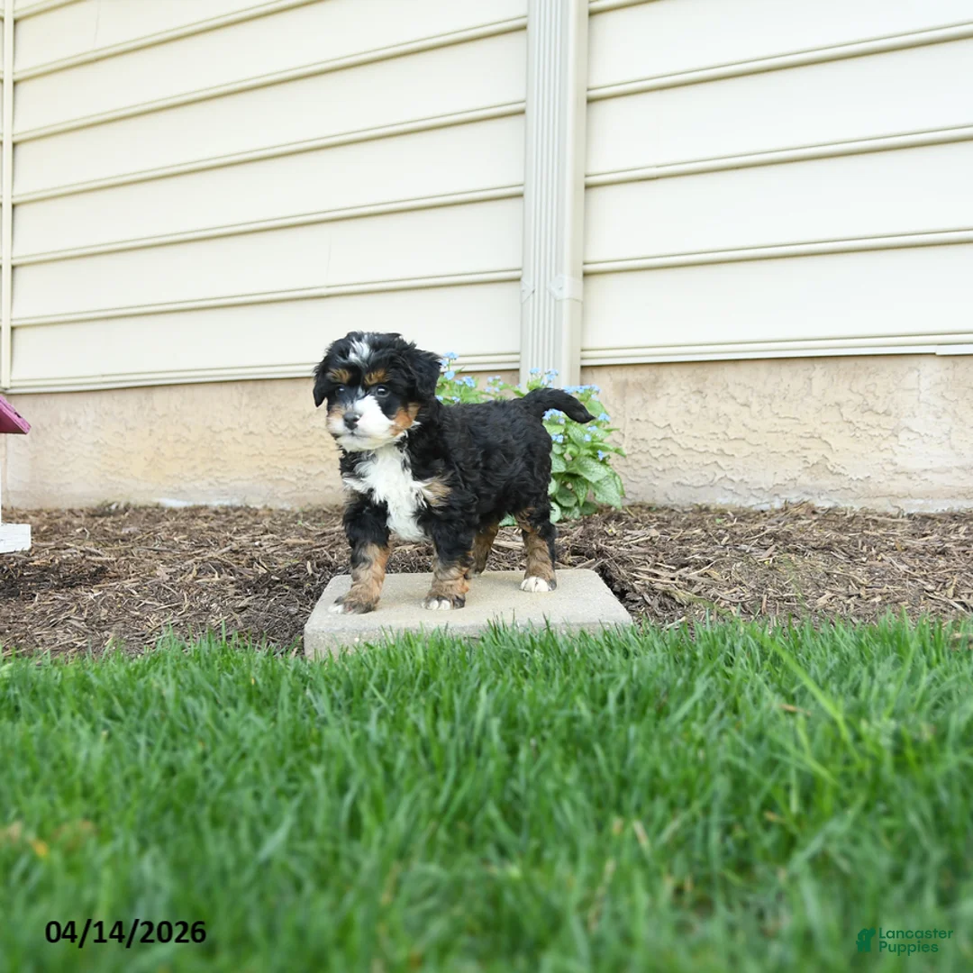 Bernedoodle dogs for sale: Cooper - Ad 2