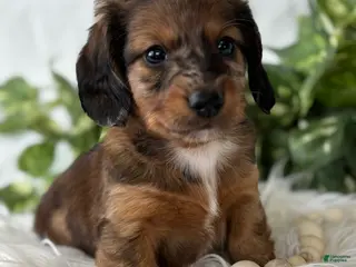 Miniature Dachshund dogs Sundance Kid Miniature Dachshund - Ad 14