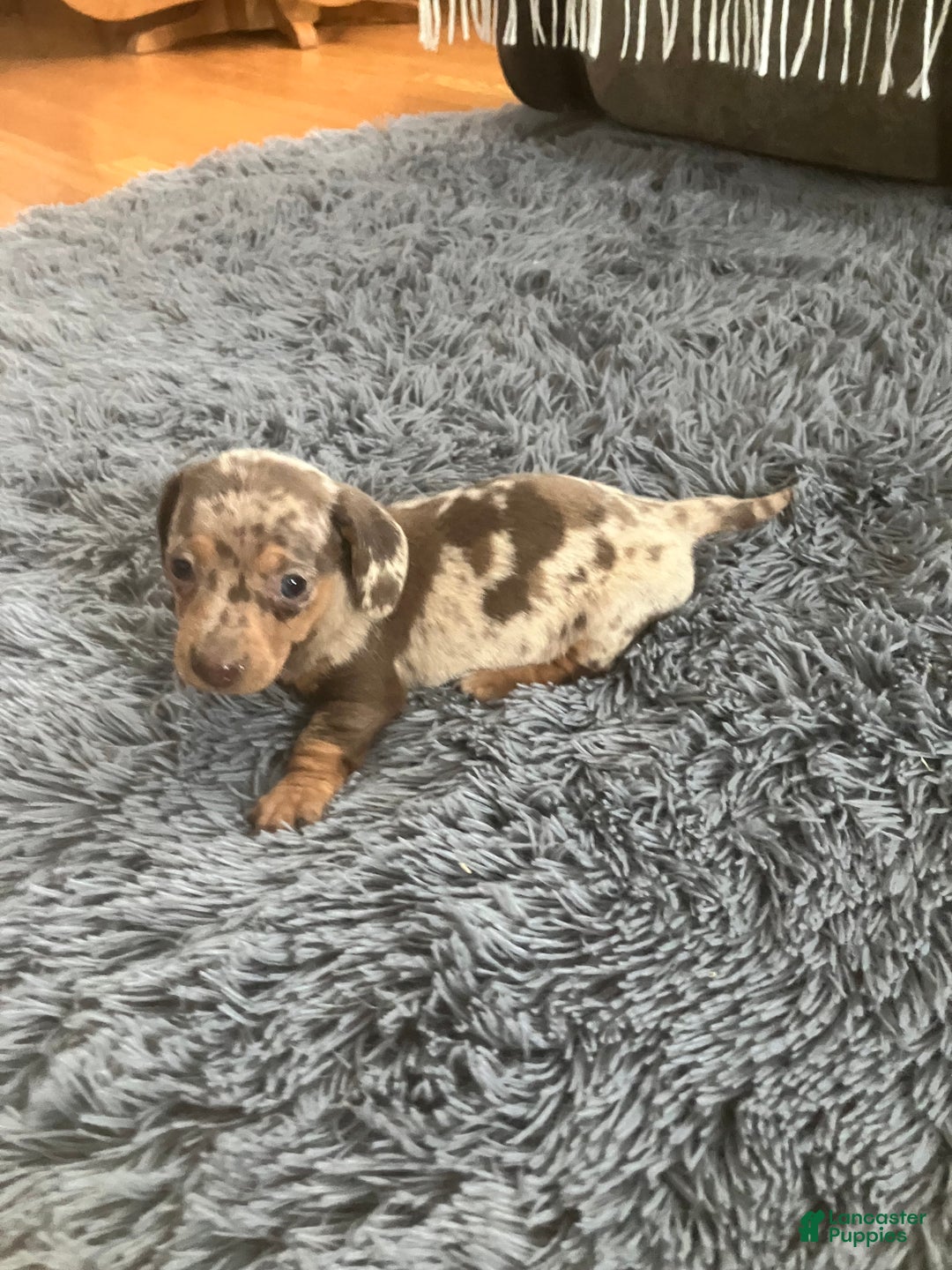 Miniature Dachshund dogs for sale: Akc Kaitlyn - Ad 5