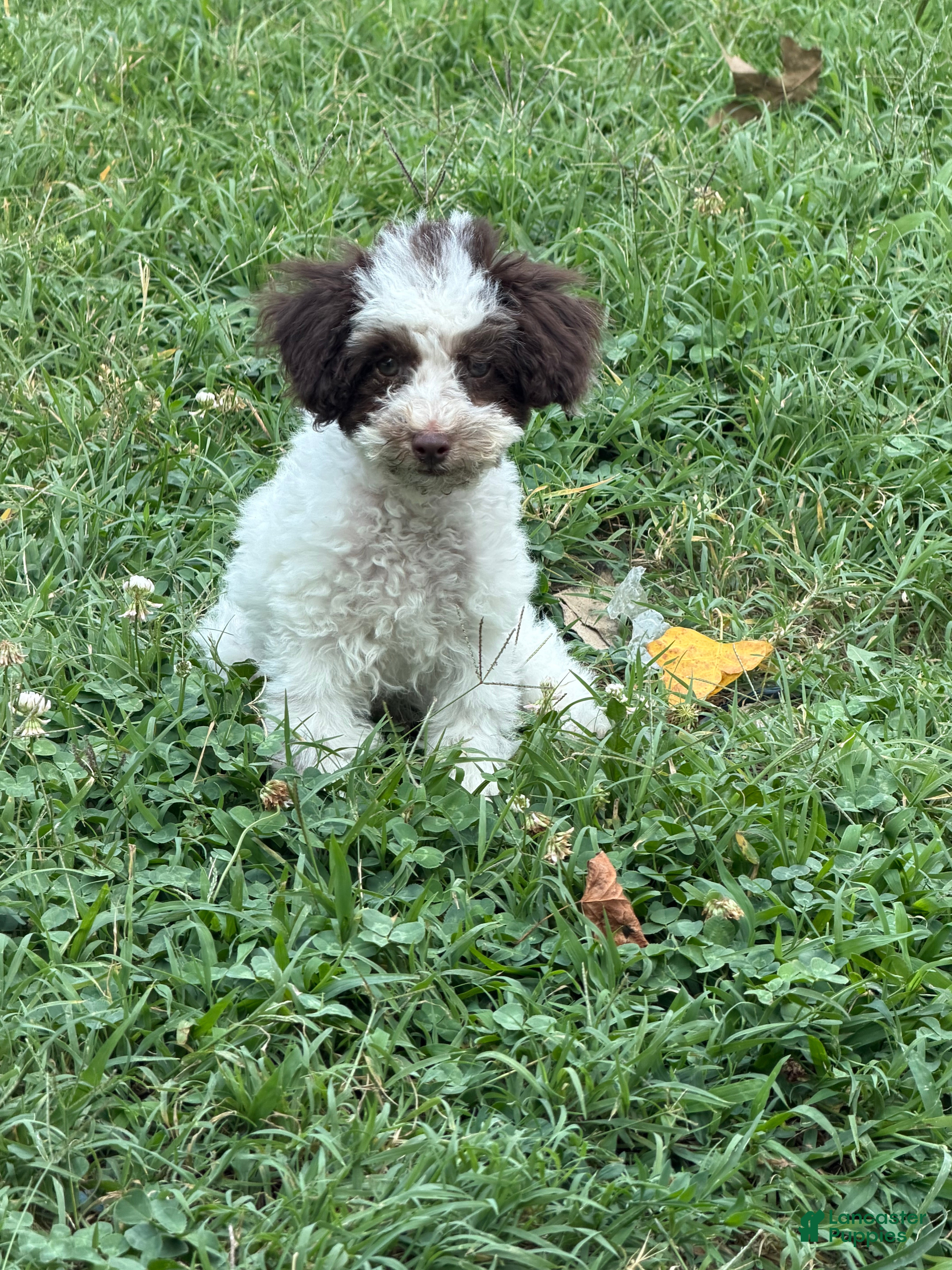 Toy Poodle dogs Max - Ad 2
