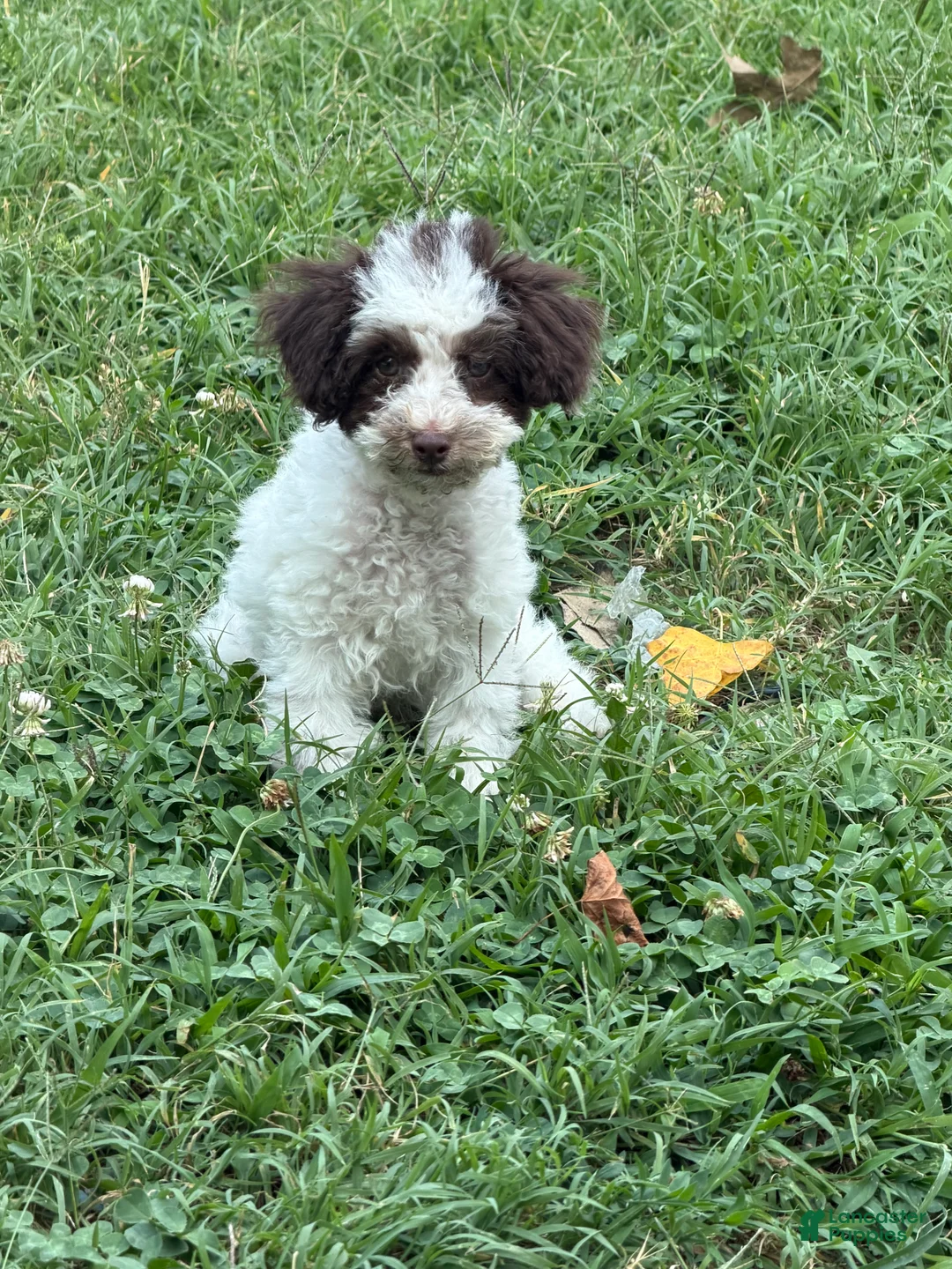 Toy Poodle dogs for sale: Max - Ad 2