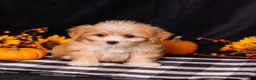 Teddy Bear dogs for sale: Elmo - Ad 5