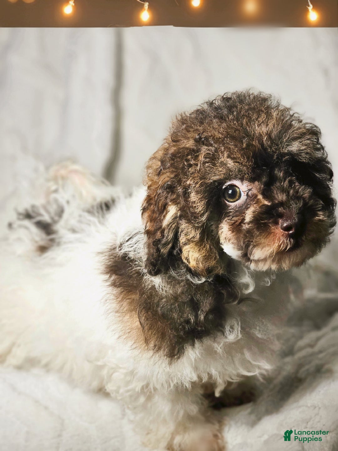 Toy Poodle dogs for sale: Trundle - Ad 2