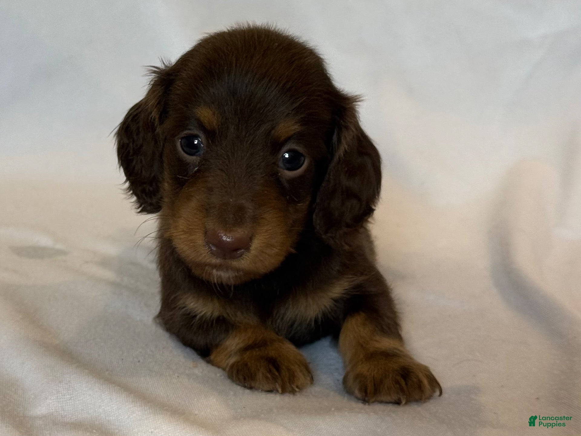 Miniature Dachshund dogs Beauty - Ad 2