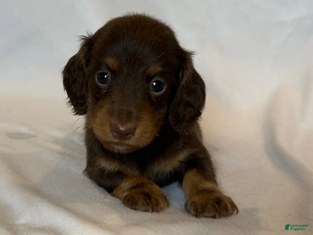 Miniature Dachshund dogs for sale: Beauty - Ad 2
