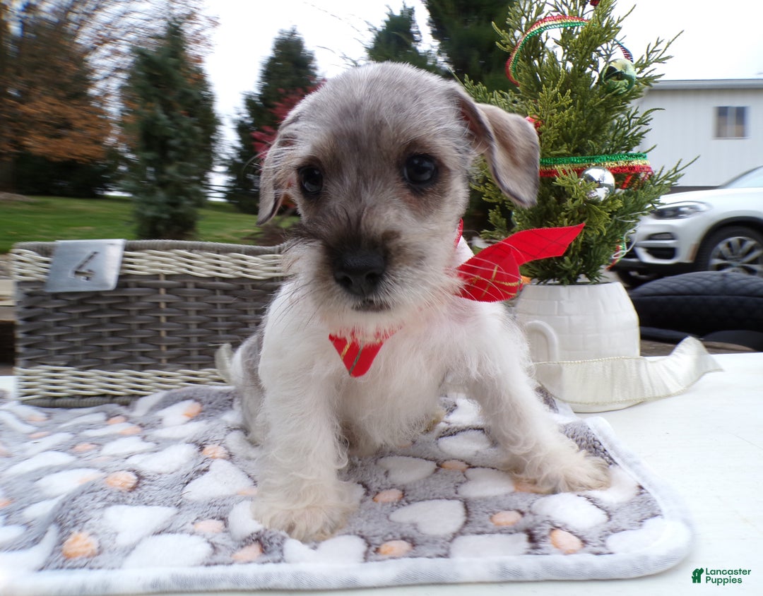 Schnoodle dogs for sale: Schnoodle Puppy 4 Blue Boy - Ad 1