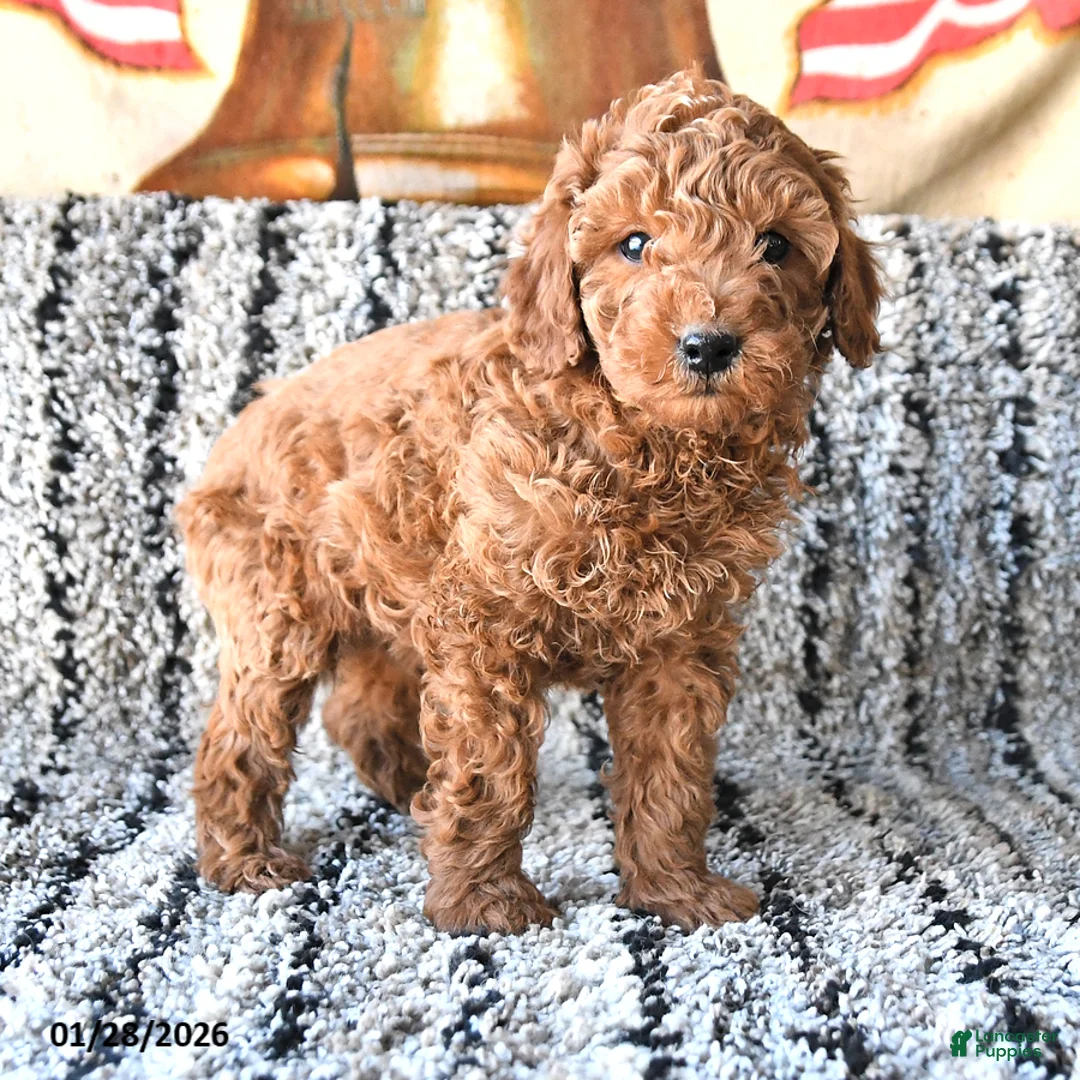 Toy Poodle dogs for sale: Oscar - Ad 3