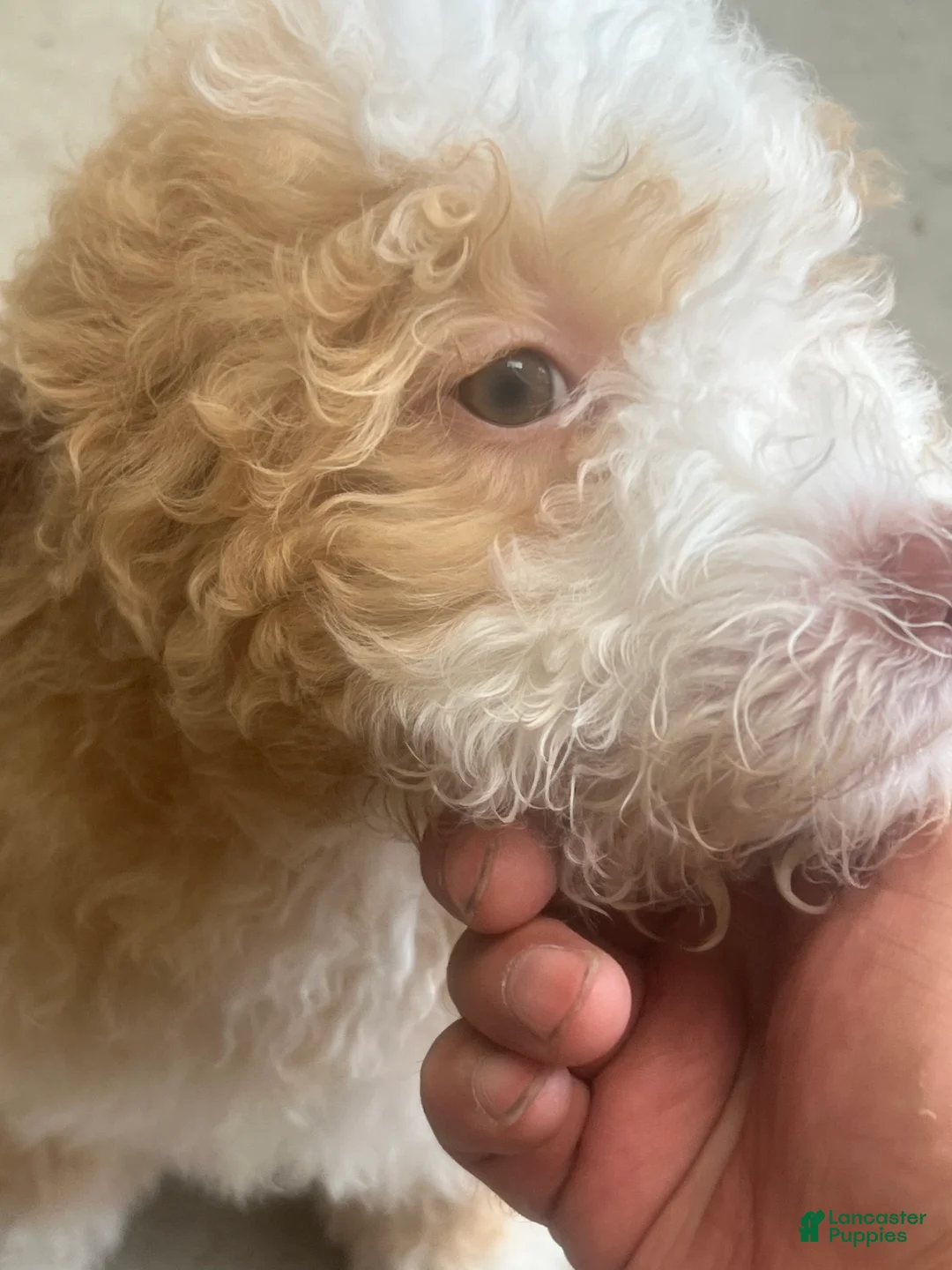 Mixed Breed dogs for sale: Mixed Breed 1 - Ad 2