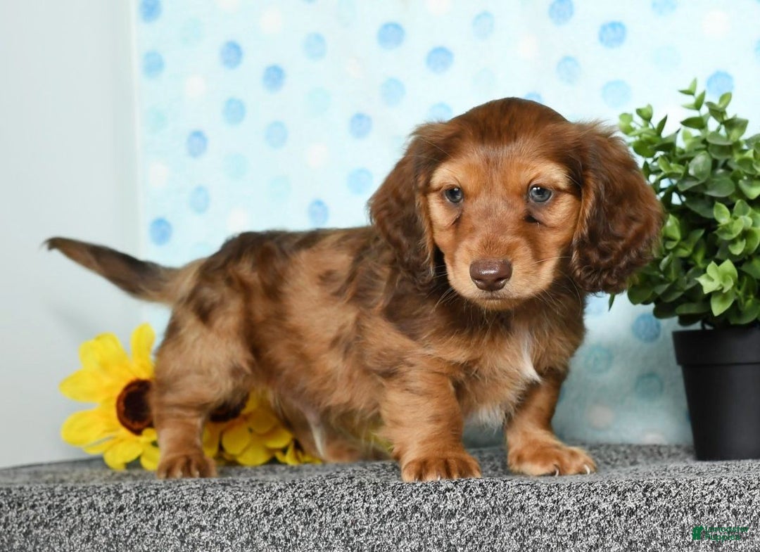 Miniature Dachshund dogs for sale: Murry - Ad 10