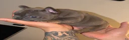French Bulldog dogs for sale: Irish - Ad 2