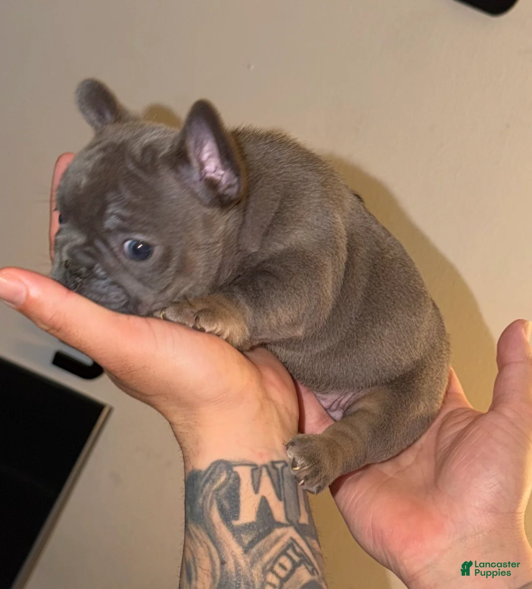 French Bulldog dogs for sale: Irish - Ad 2