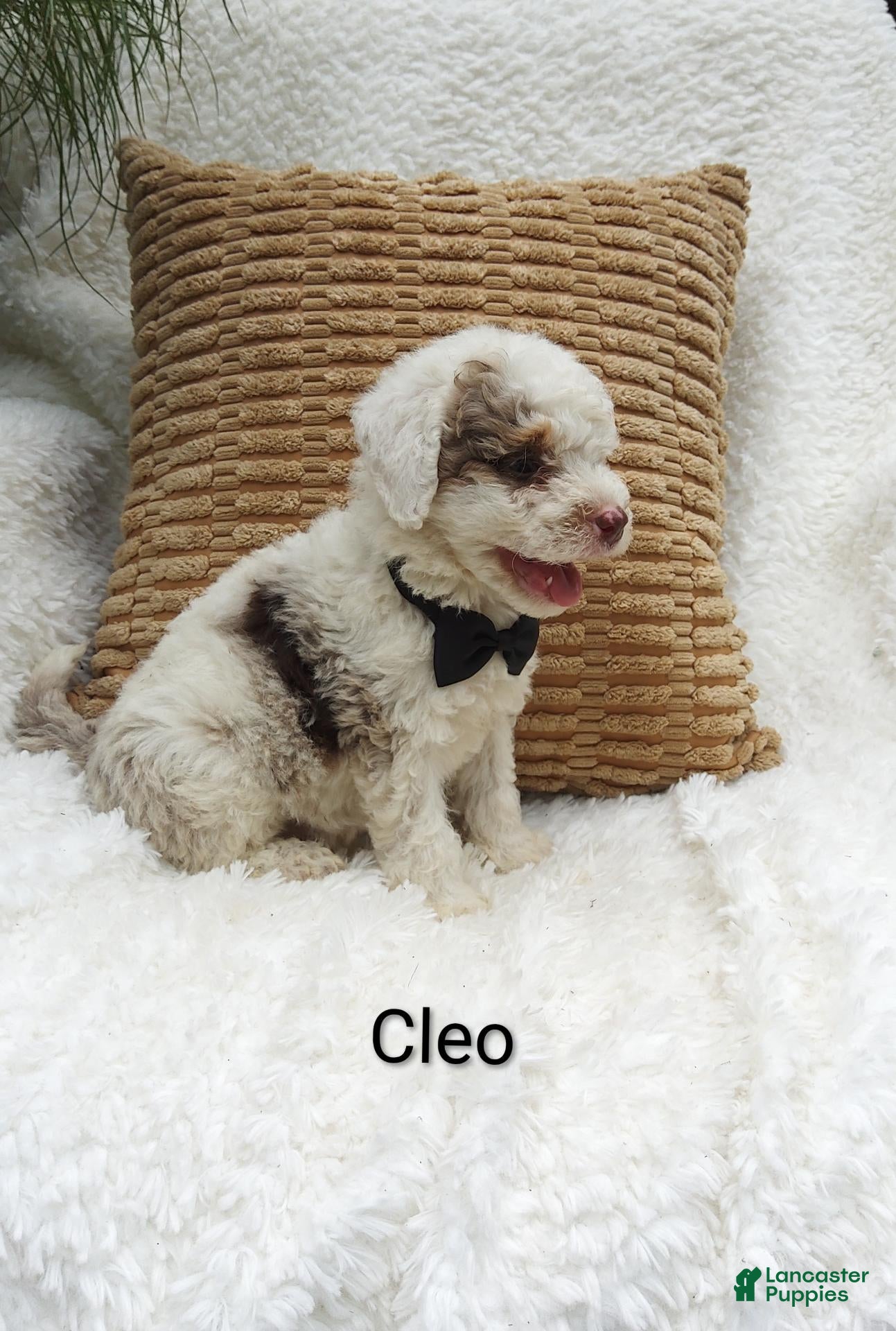 Mini Bernedoodle dogs Cleo - Ad 37