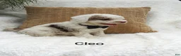 Mini Bernedoodle dogs for sale: Cleo - Ad 6