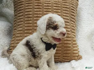 Mini Bernedoodle dogs Cleo - Ad 37