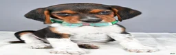 Beagle dogs for sale: Odell - Ad 8
