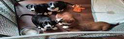 Basset Hound dogs for sale: Torin - Ad 6