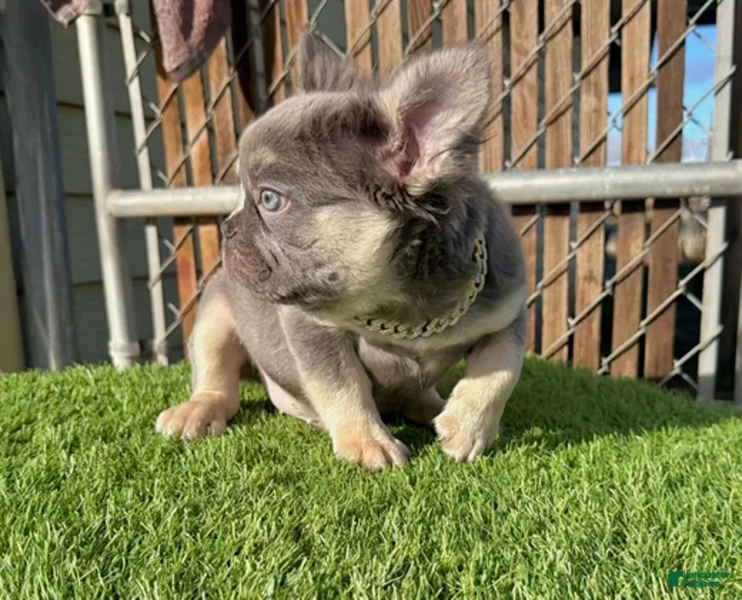 French Bulldog dogs for sale: Rocky-Rare Lilac Tan Visual Fluffy French Bulldog – Green Eyes - Ad 4