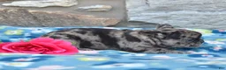 French Bulldog dogs for sale: Cove - Ad 4