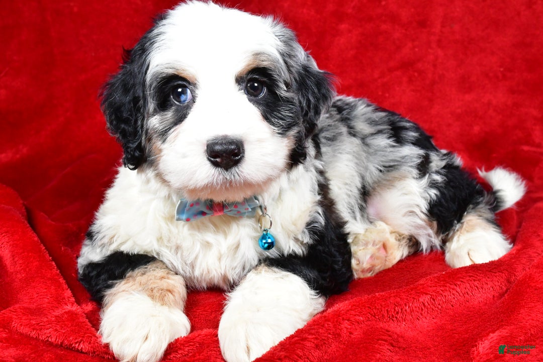 Mixed Breed dogs for sale: Cooper - Ad 2