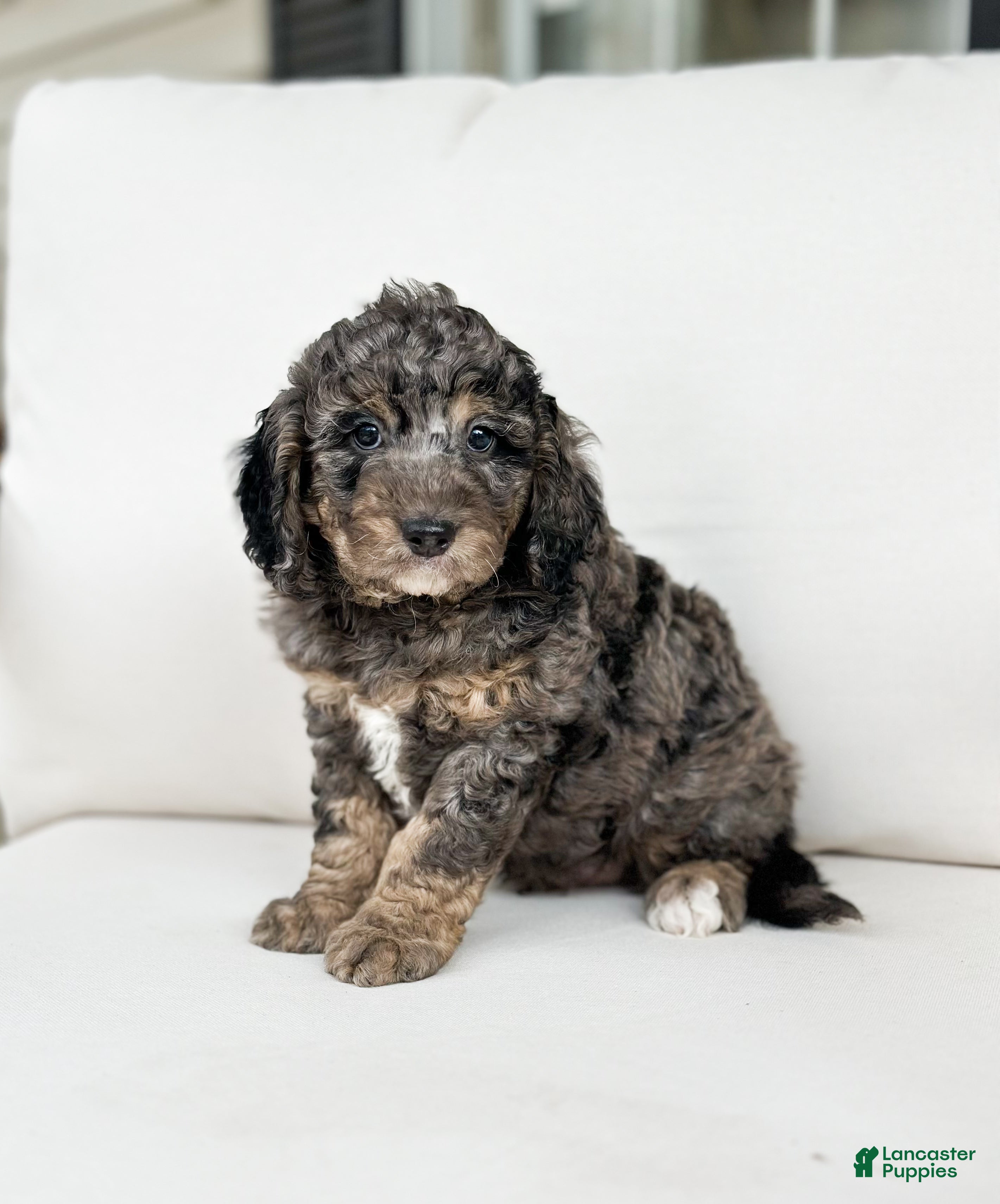 Mini Goldendoodle dogs Beau - Ad 2