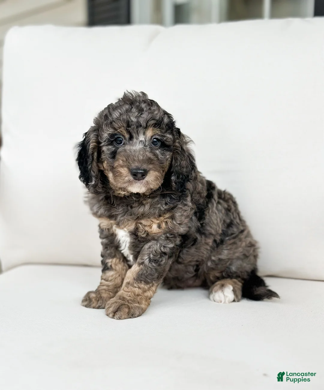 Mini Goldendoodle dogs for sale: Beau - Ad 2
