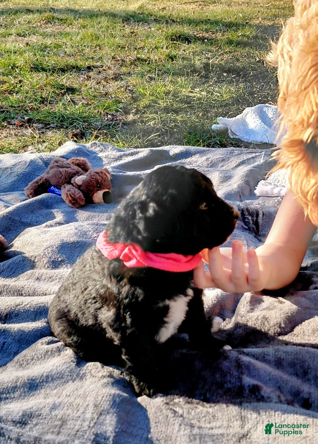 Mini Goldendoodle dogs for sale: Mini Goldendoodle Puppy CHELSEA - Ad 7