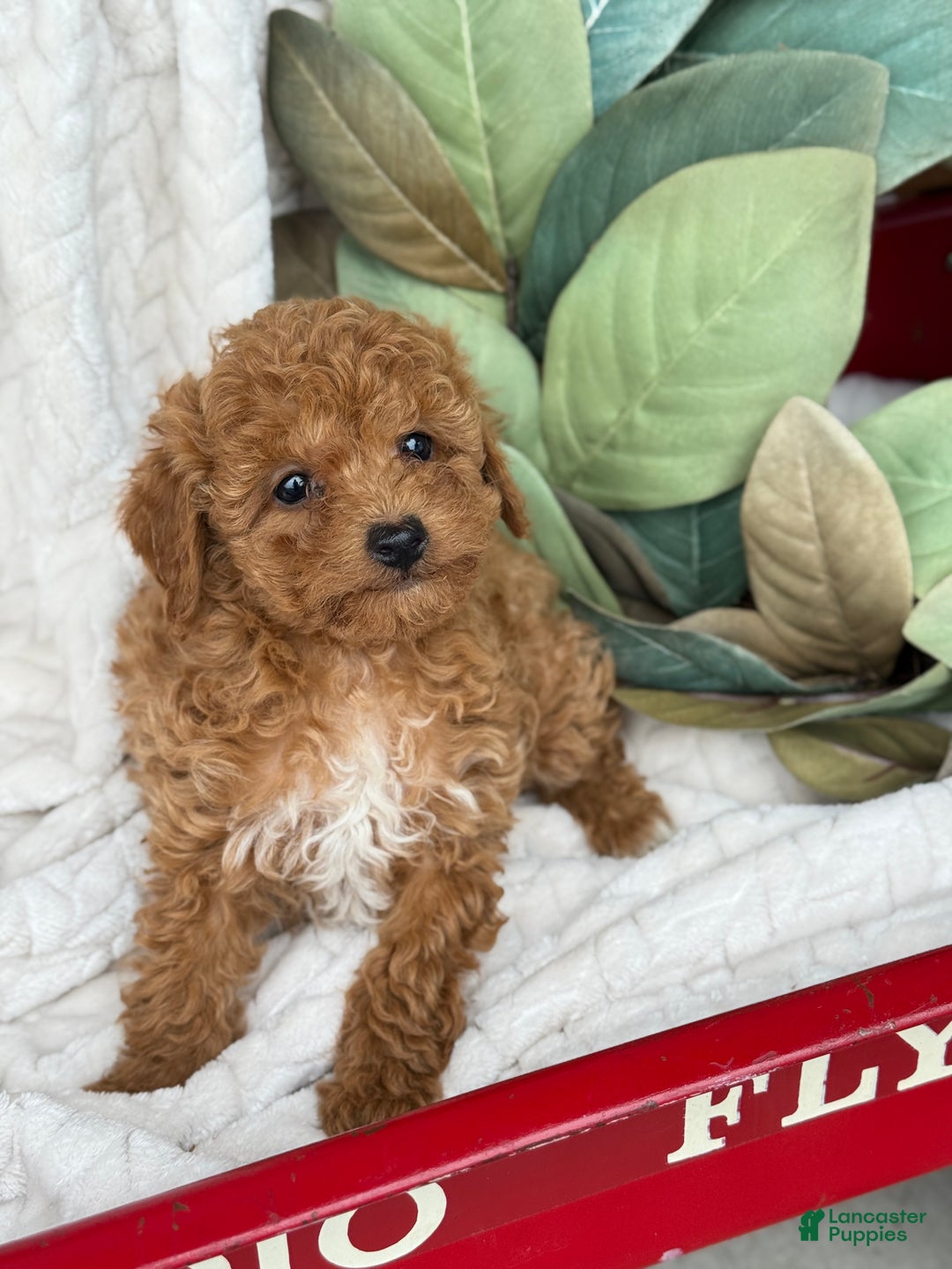 Toy Poodle dogs for sale: Kira - Ad 17