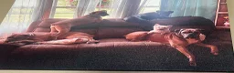 Boxer dogs for sale: Boxer 3 - Ad 5