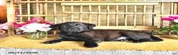 Golden Shepherd dogs for sale: Rebel - Ad 8