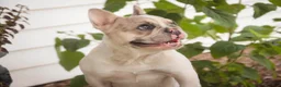 French Bulldog dogs for sale: Juliet - Ad 4