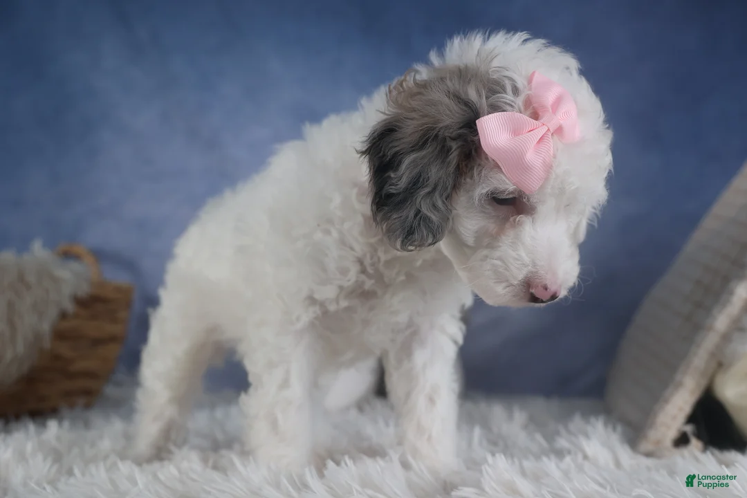 Miniature Poodle dogs for sale: Riley - Ad 11