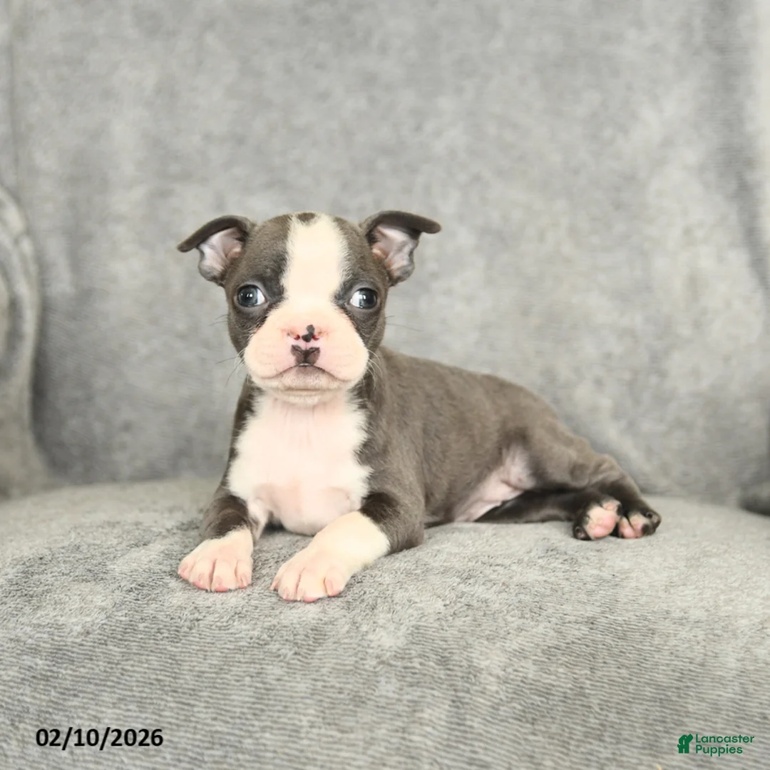 Boston Terrier dogs for sale: Darcy - Ad 3